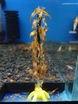 Preview: Nano-Lollies M.E.G.A. (12 Stück)